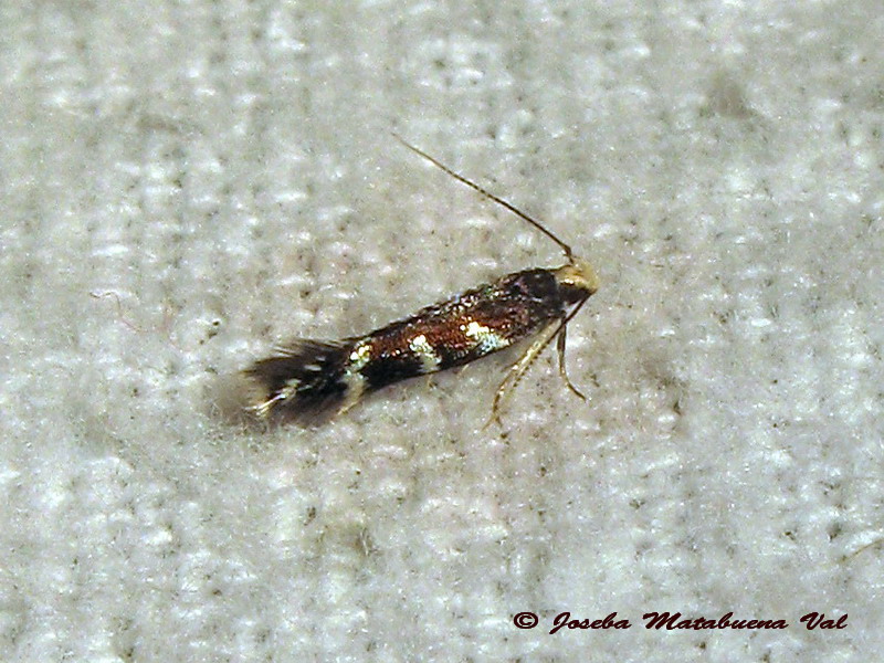 Eteobalea cfr. alypella - Cosmopterigidae ?